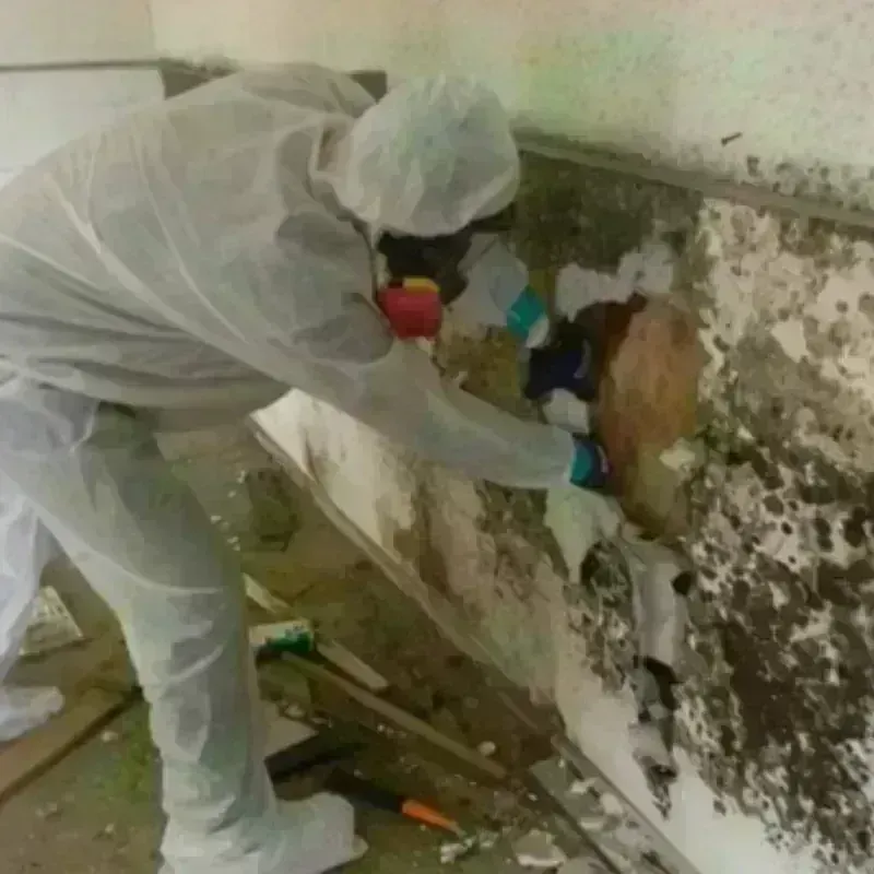 Mold Remediation and Removal in Toledo, IA